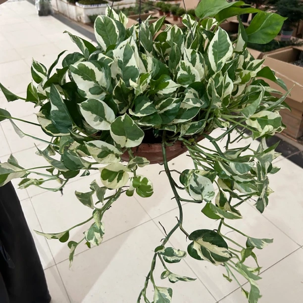 360盆白金葛雪花葛垂藤植物绿植