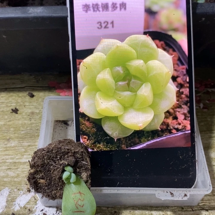 穴盘甜心321芽苗一个