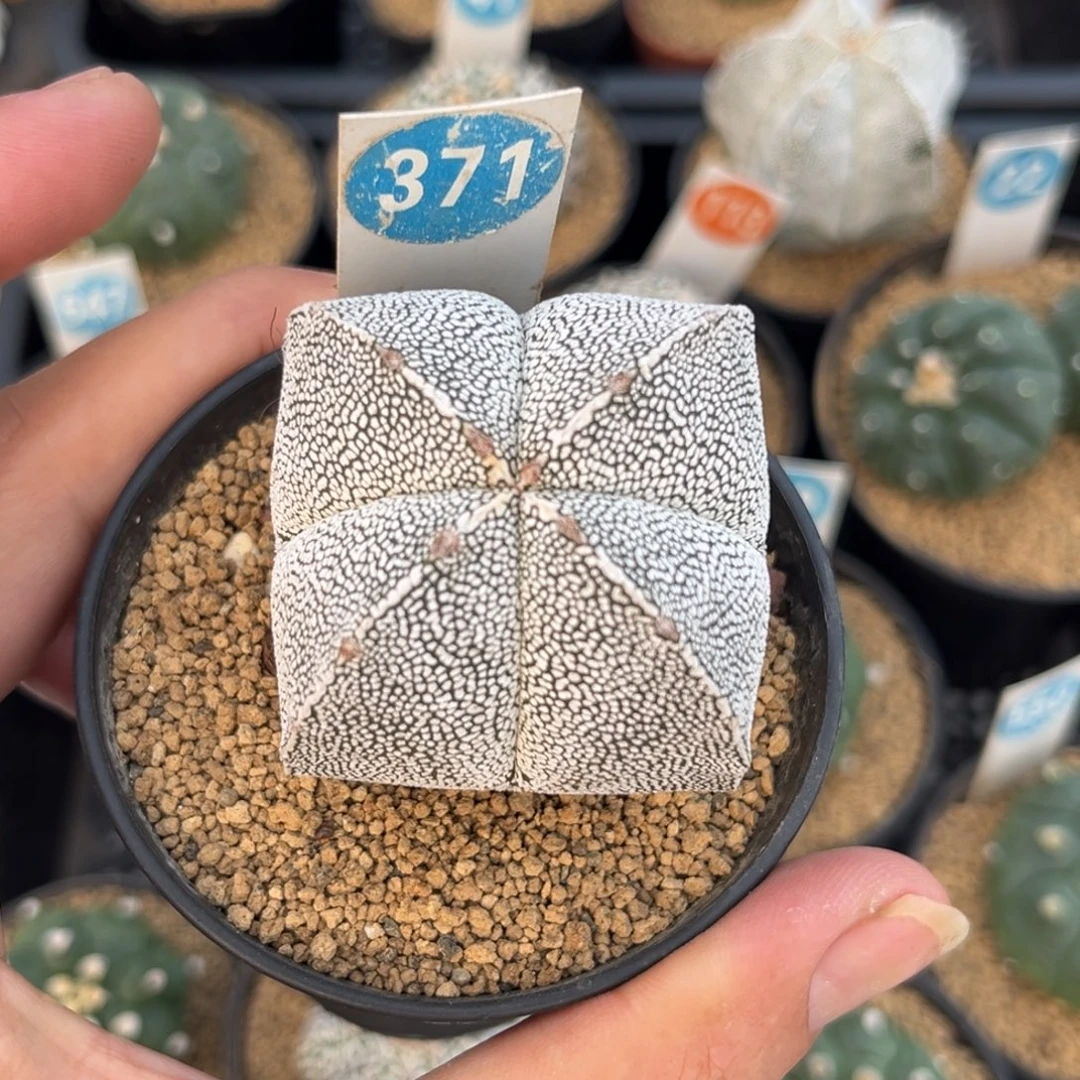 371实生恩冢鸾凤玉带盆