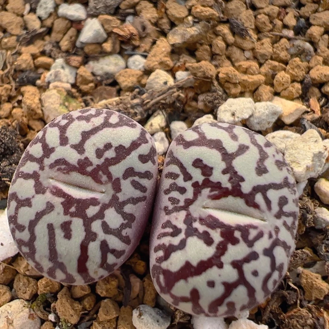 112多肉植物百科知识