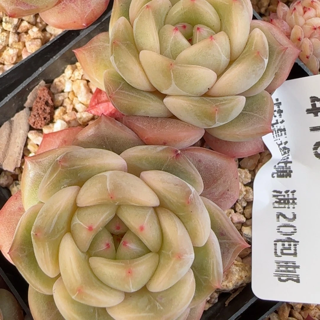 花语逸镜0130-418
