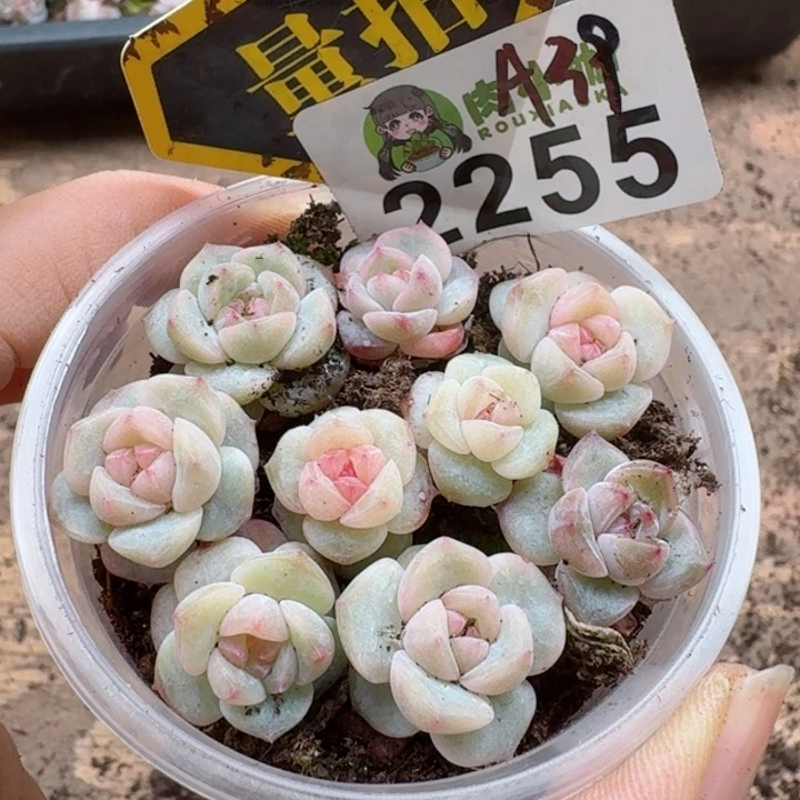 多肉植物多肉植物