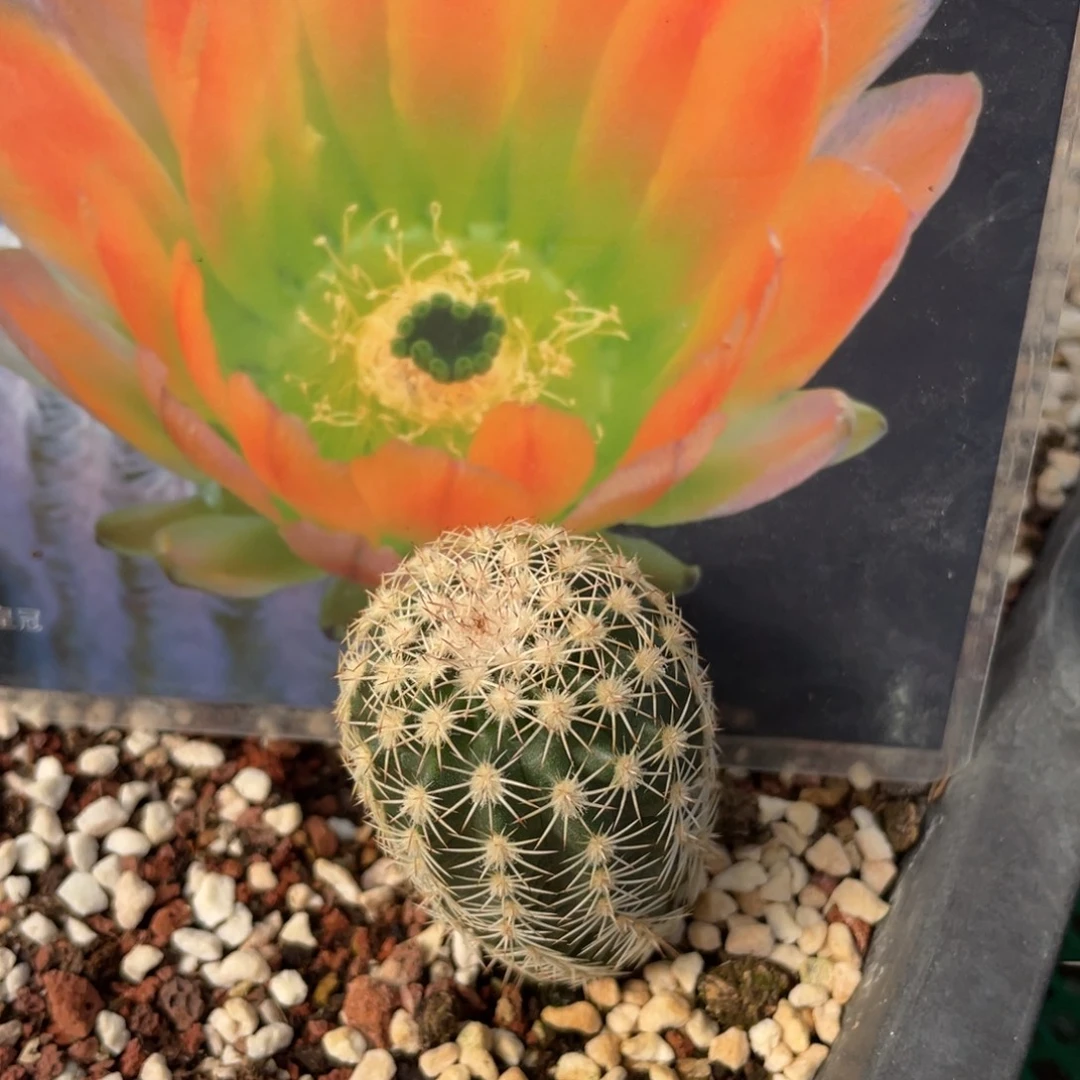 鹿角柱实生仙人球皇冠