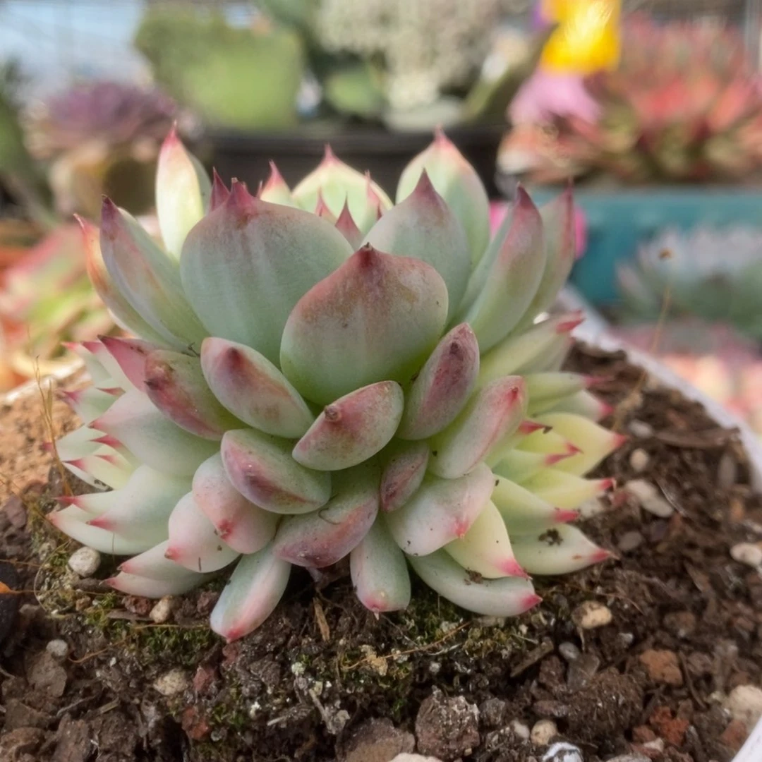 655锦锦锦锦锦锦锦锦