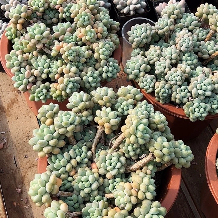 大盆        洛可可