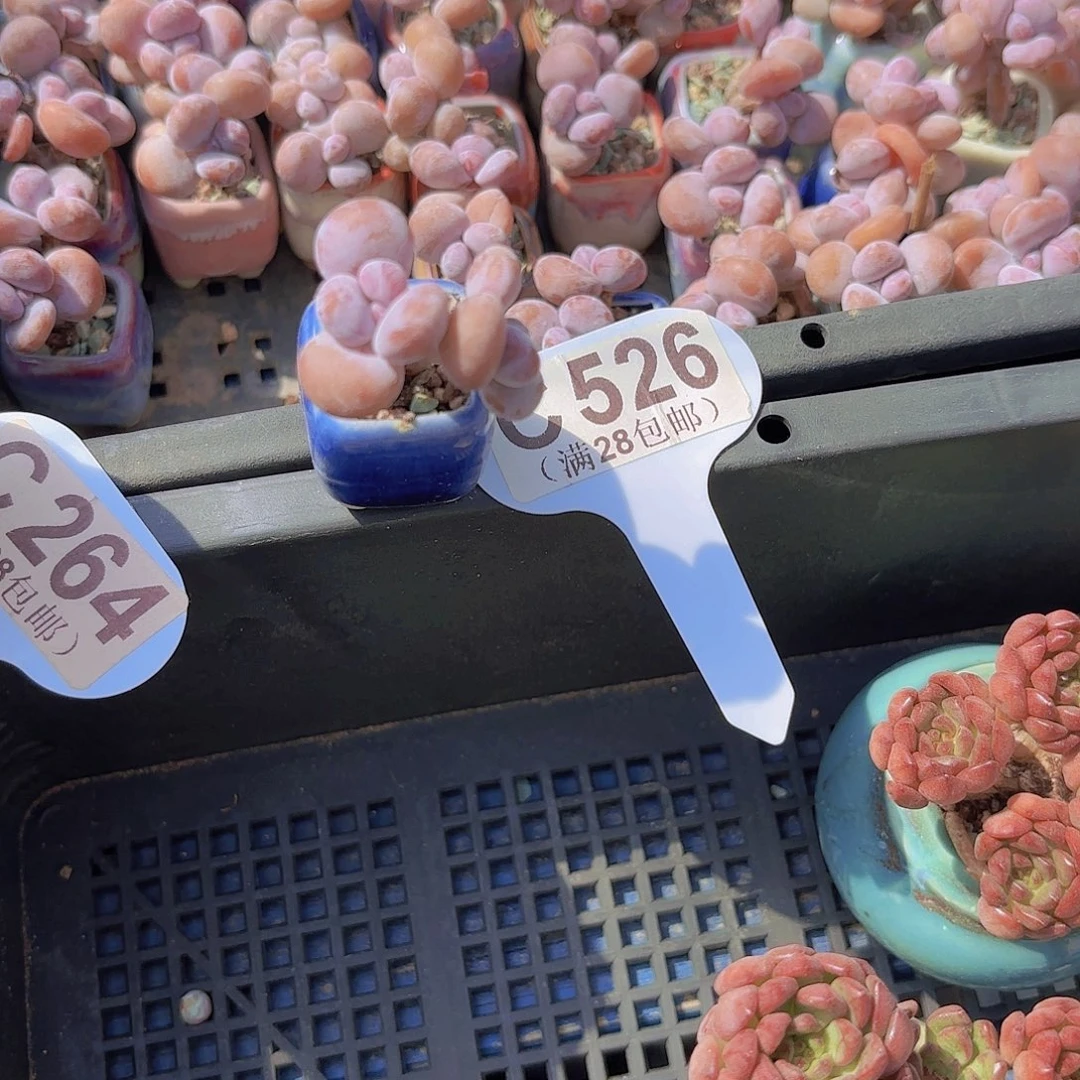 C526粉红女郎一物一拍