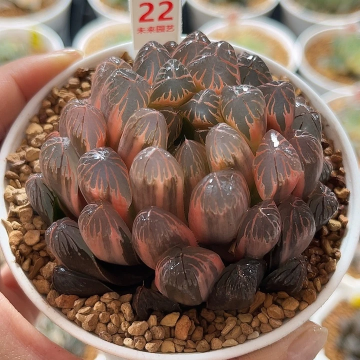 22实生糊斑玉露锦福利