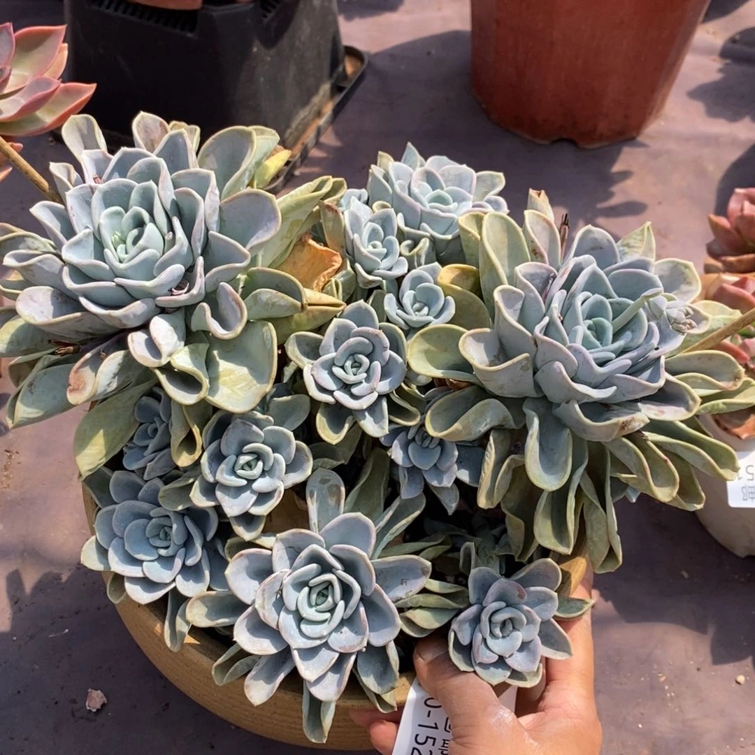 夏悦多肉0710-152美尼