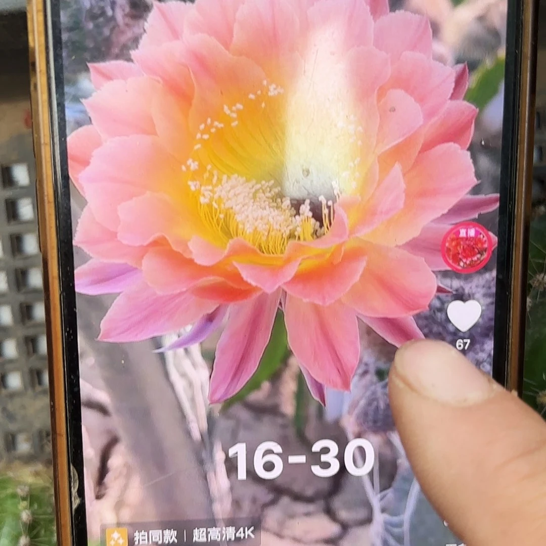 16-30彩侧牙28包邮仙人球46