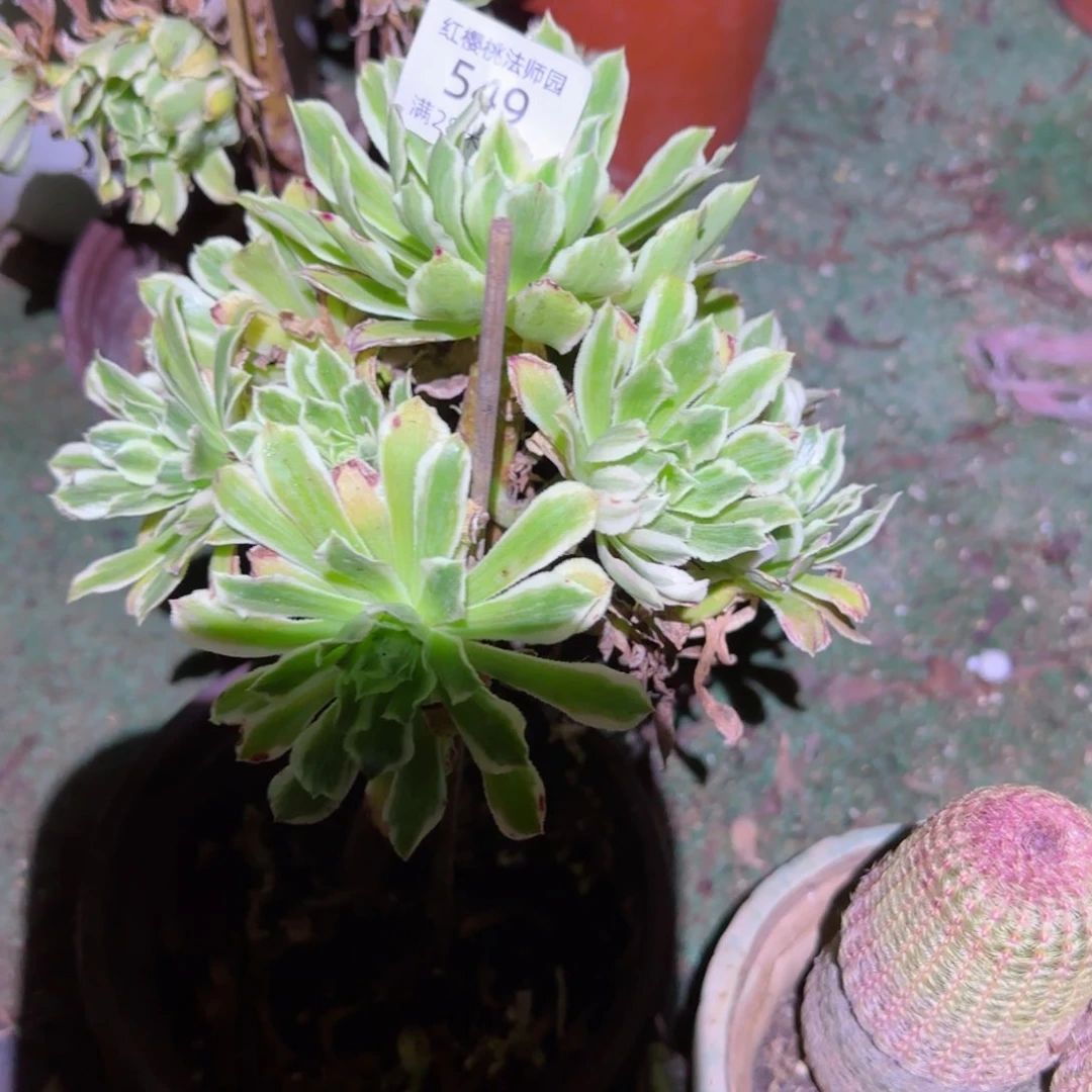 碧浪法师多肉549