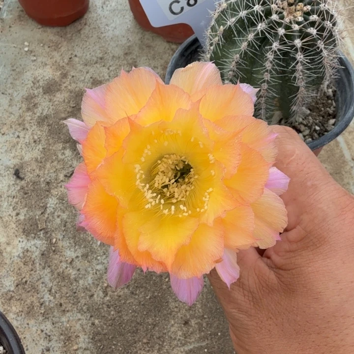 微瑕花纹特价福利C851