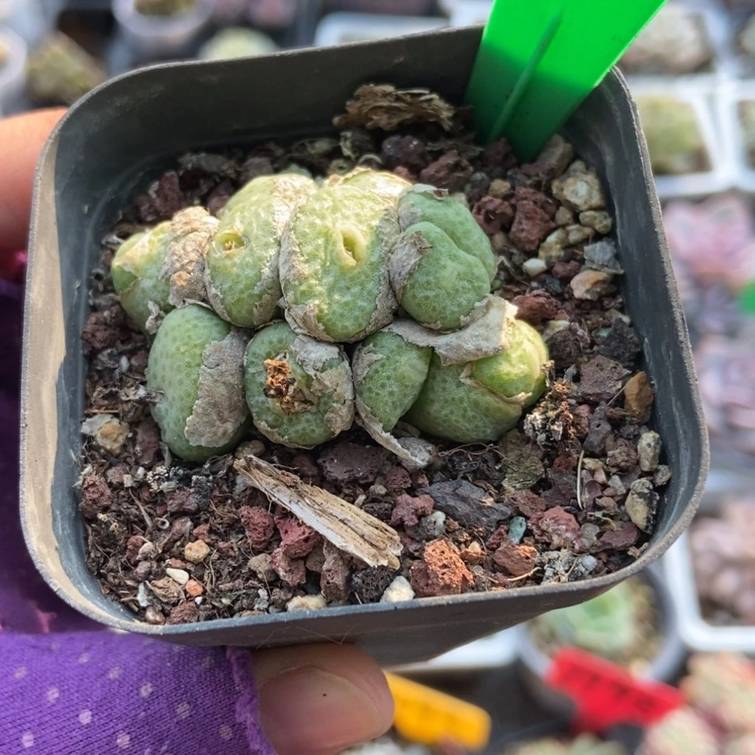 3003肉锥多肉植物