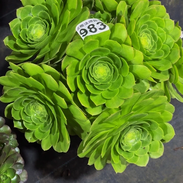 00000000983万圣夜多肉植物