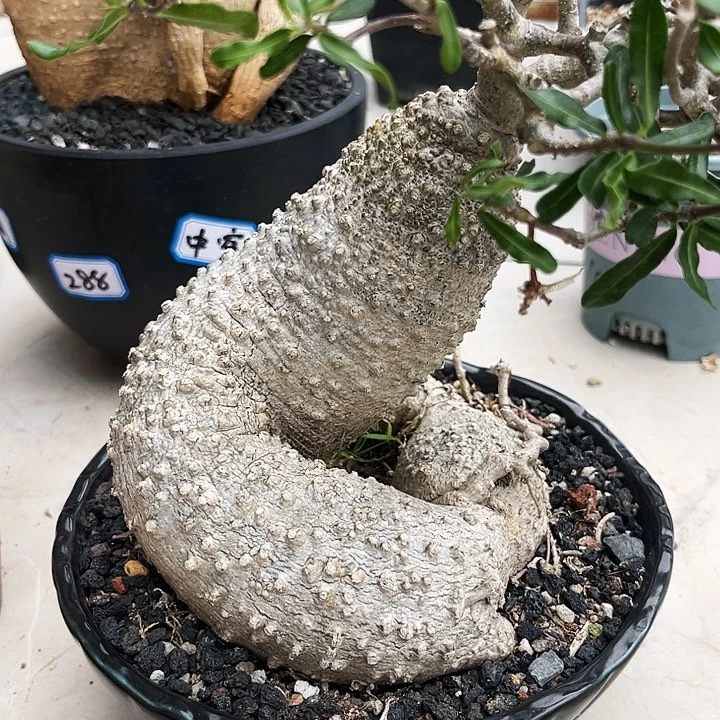 潮流植物盘腿火星人，