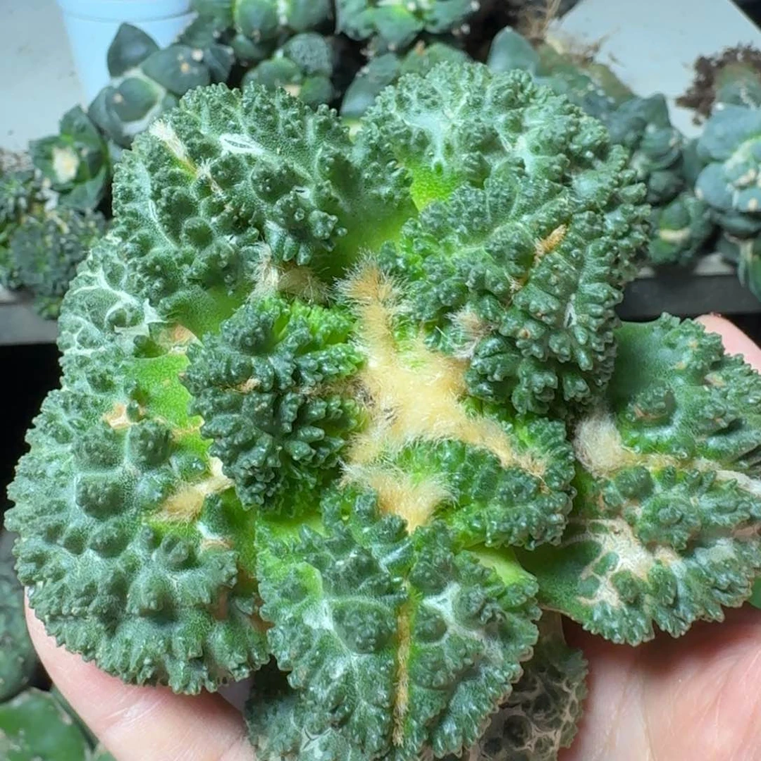 【闪购商品】无花朵萝卜根大尤哥斯拉