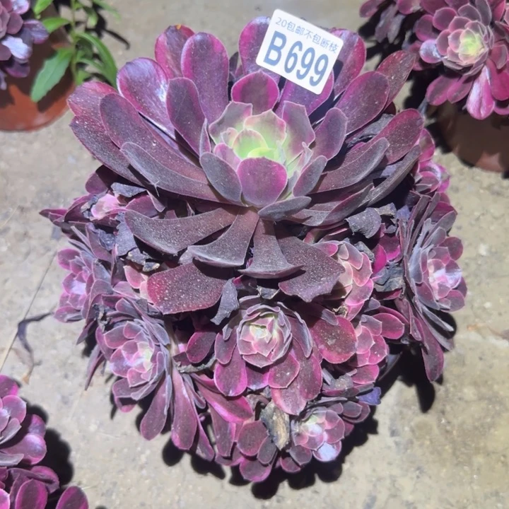 凤冠……不包断枝……