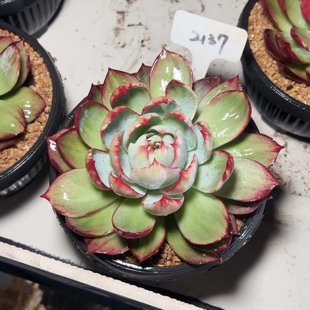 墨***墨惊鸿仙子一物一拍2137号