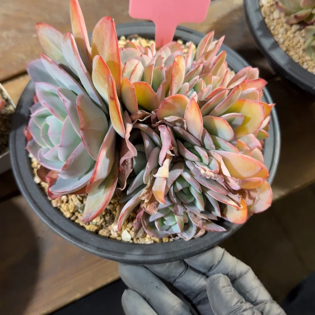 布鲁蓝大缀11111111111111111