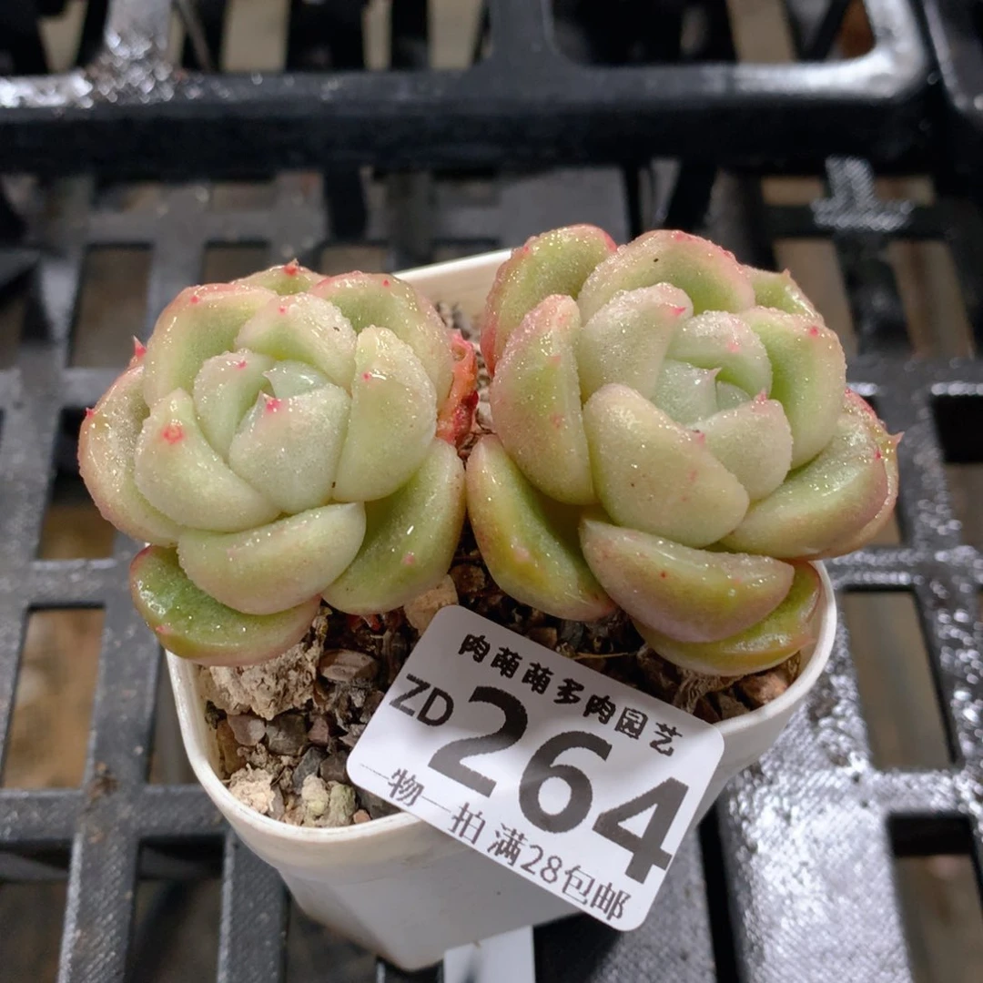 肉萌萌拇指盆精控多肉ZD264