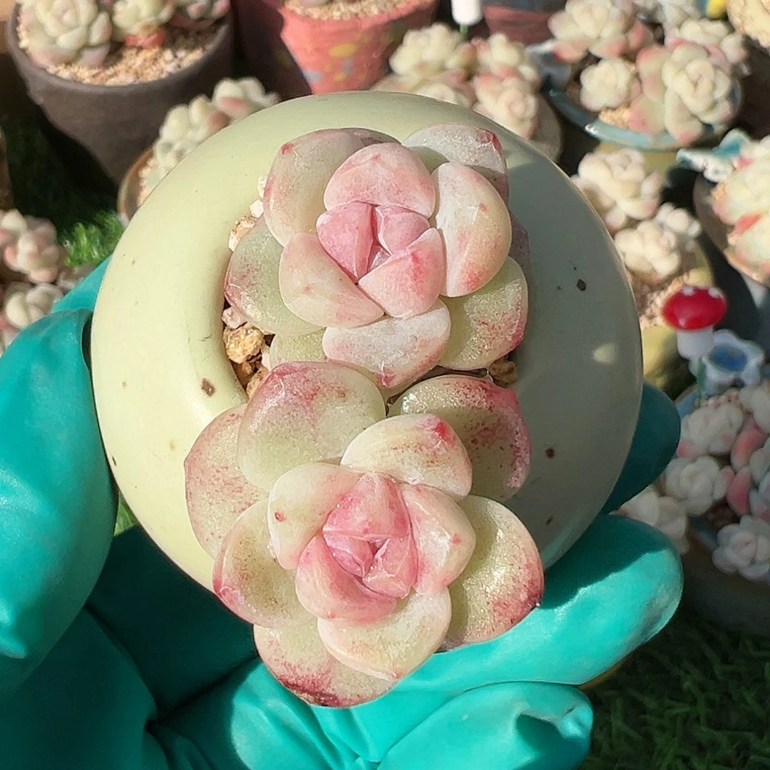 带盆hjhhhhhbbbvvbvhhhgg