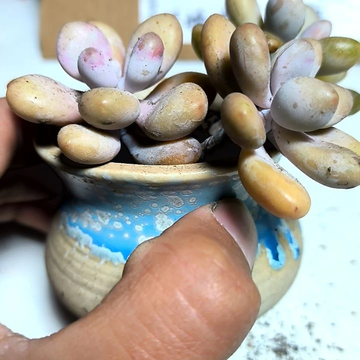 满6元包邮，桃蛋俩颗