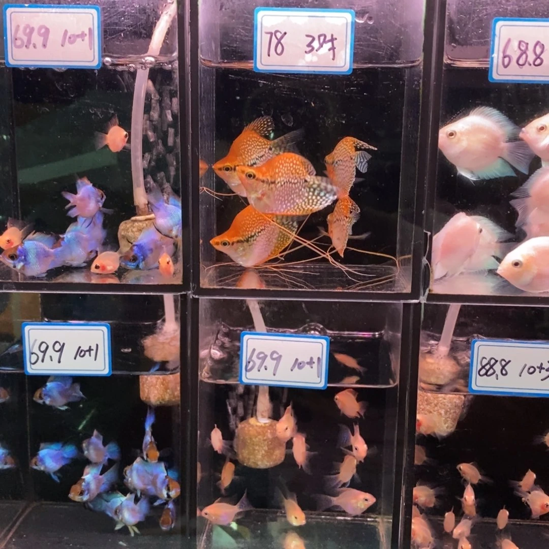 ****沫短鲷鱼黄金马甲三对