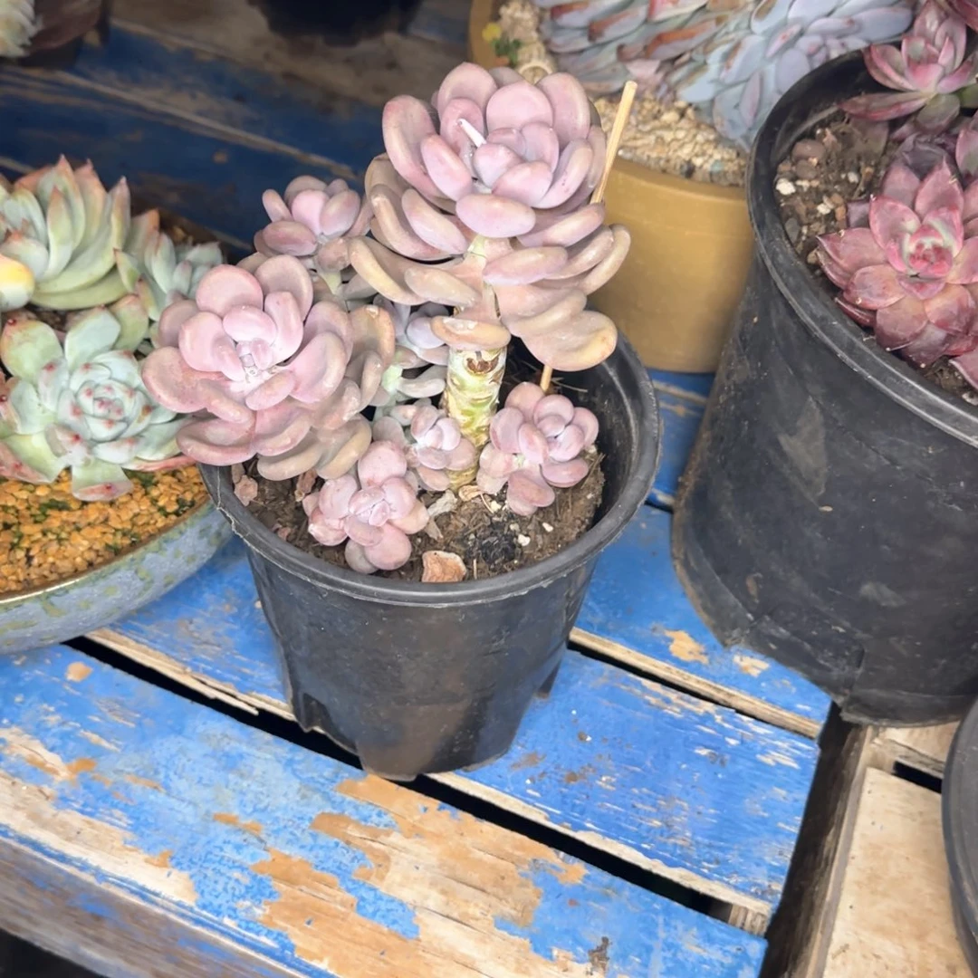 多肉植物多肉植物