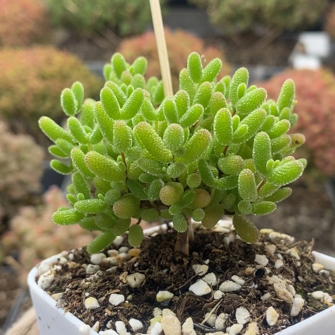 蜜橘糖球8115枝干番杏