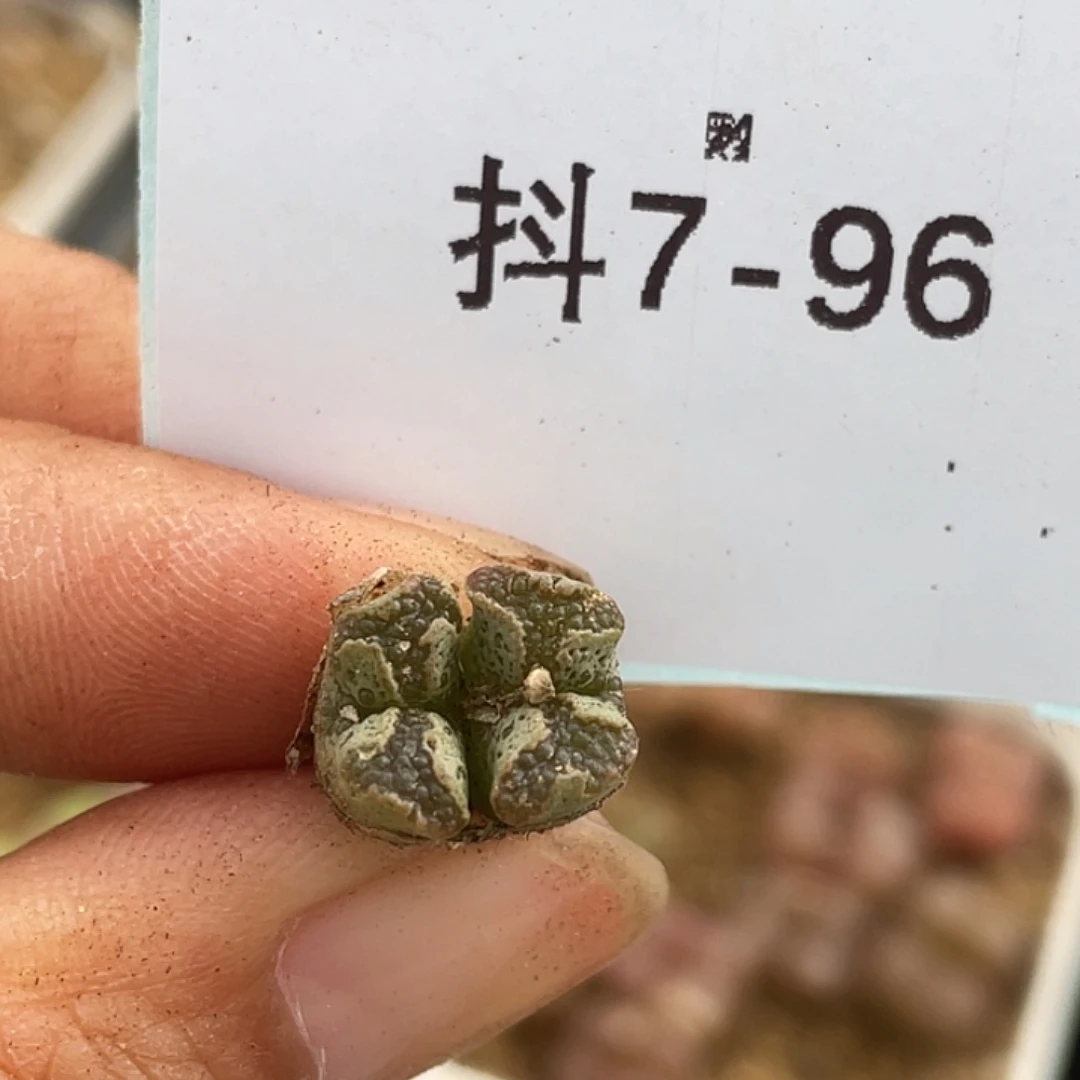 7-96超碟多肉植物