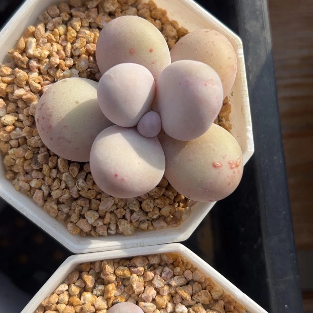 张张精品多肉甄选蛋黄奶