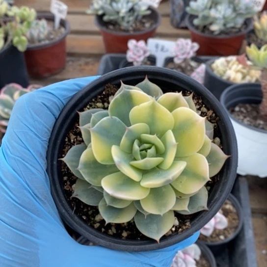 283一一一一一一一一一一一