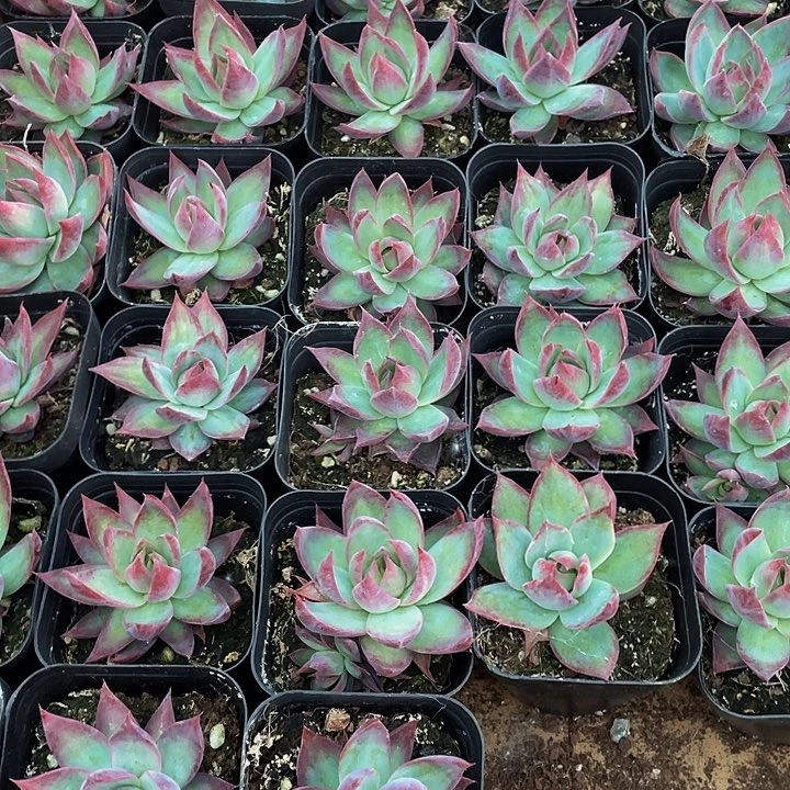 6.5方惊鸿带盆土发