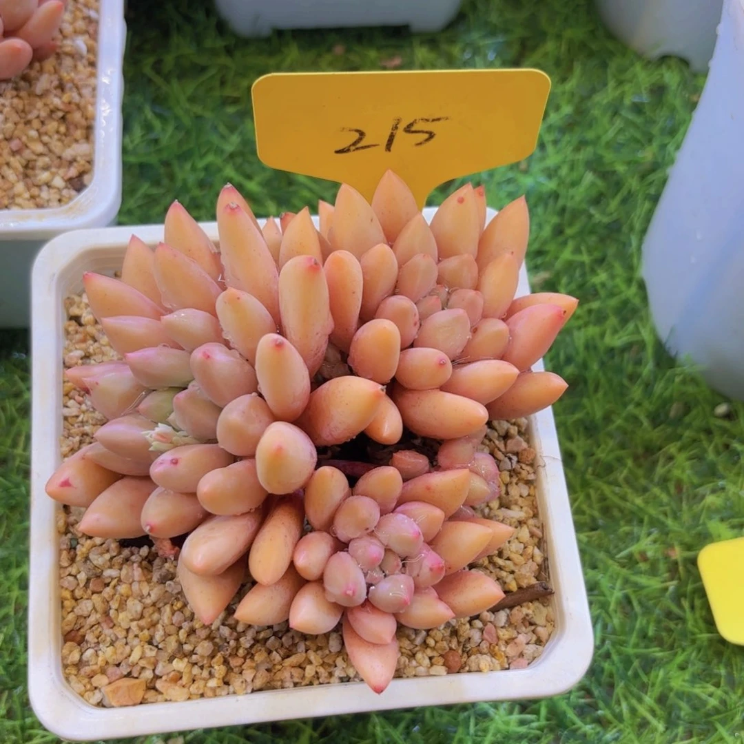 W****我的小可爱们都好可爱