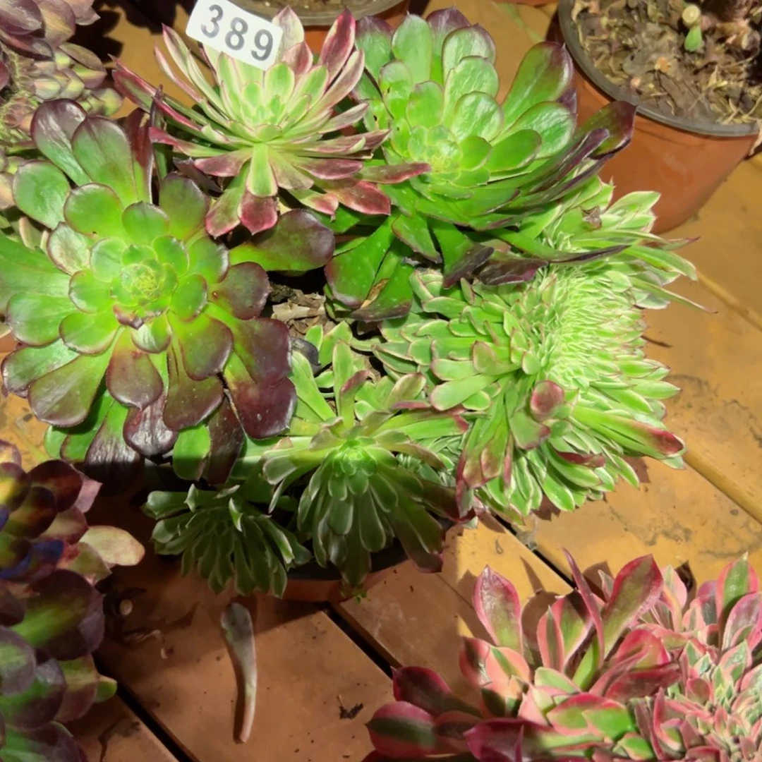 389 号多肉植物新年