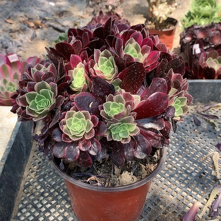 816金丝多肉植物