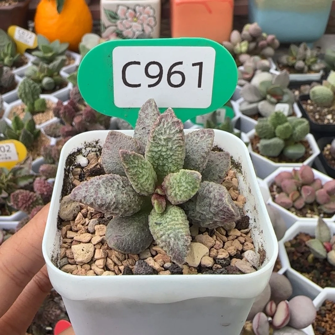 融化纹猪肝。   961。