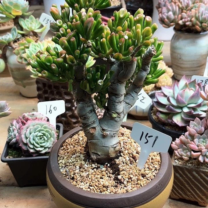 多肉植物，吸财树151号