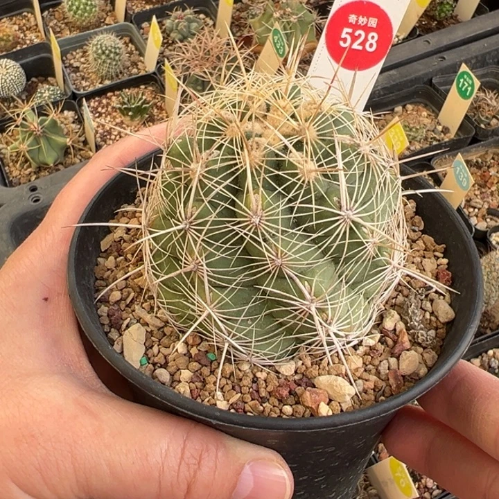 实生瓦格纳白针大统领6.3cm