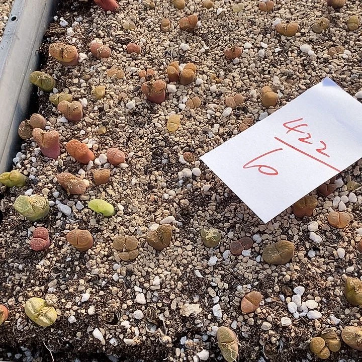 422清框福利风铃。