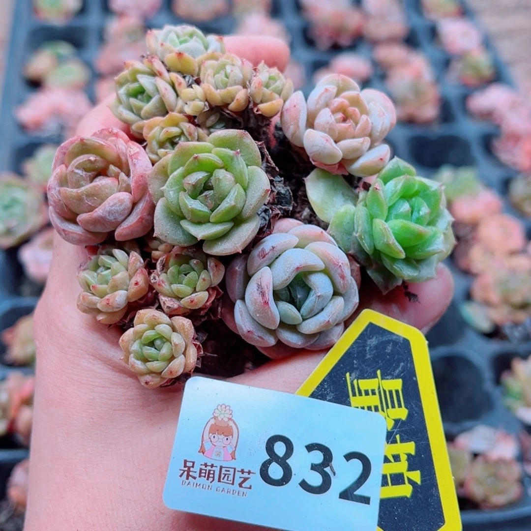 多肉植物多肉植物