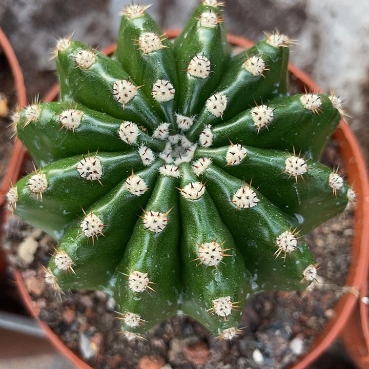 203号高耸短刺彩草