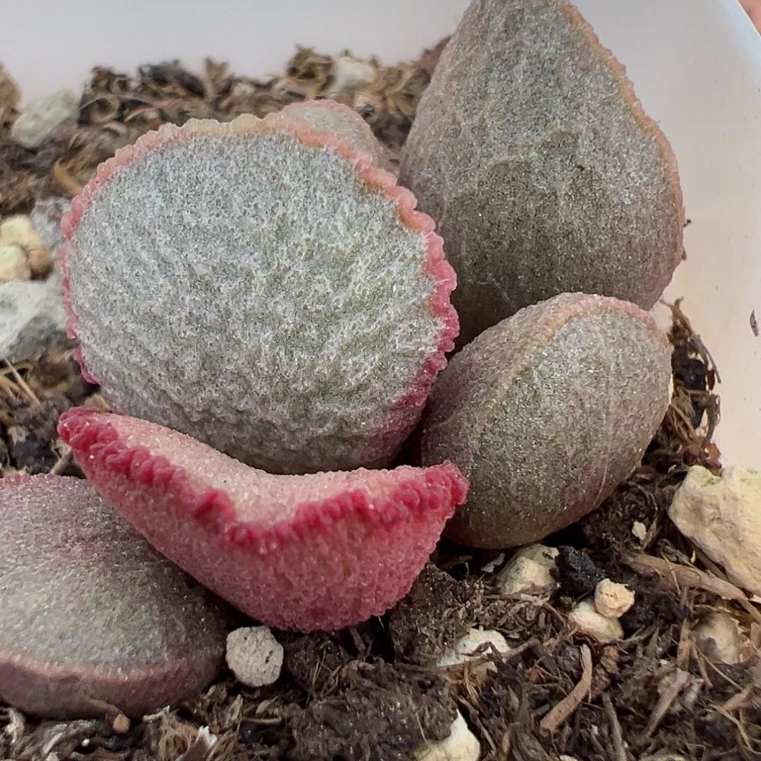 圣姬磨砂蛋多肉植物水泡多肉植物