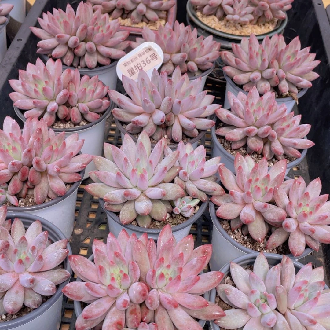 量拍36号 红虞美人大双头一个