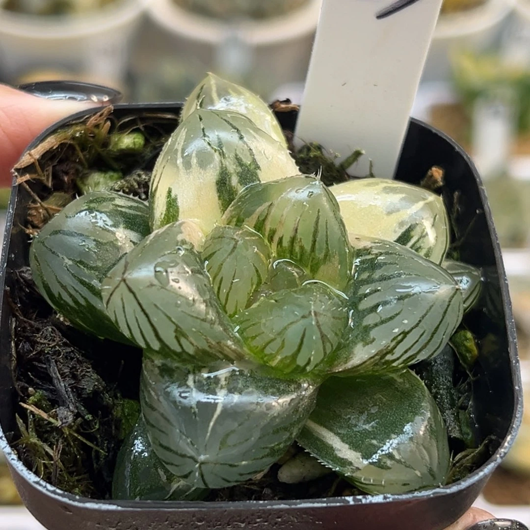 53OM玉露锦福利专场
