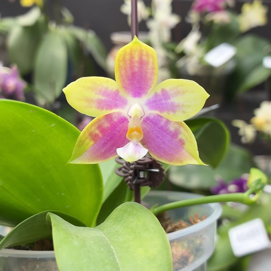 当前无花朵，栽培后可花朵A5497yss1233