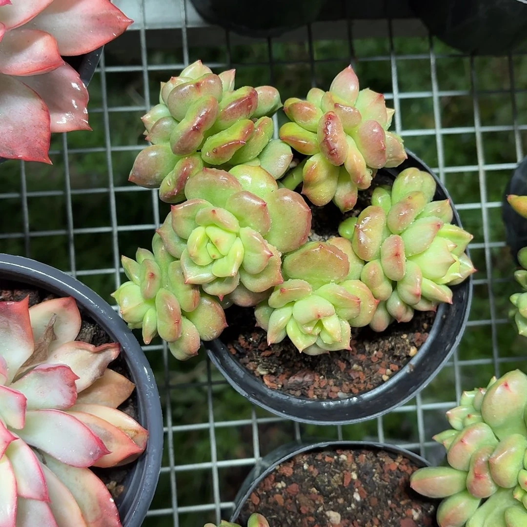 苹果花新品多肉12㎝盆