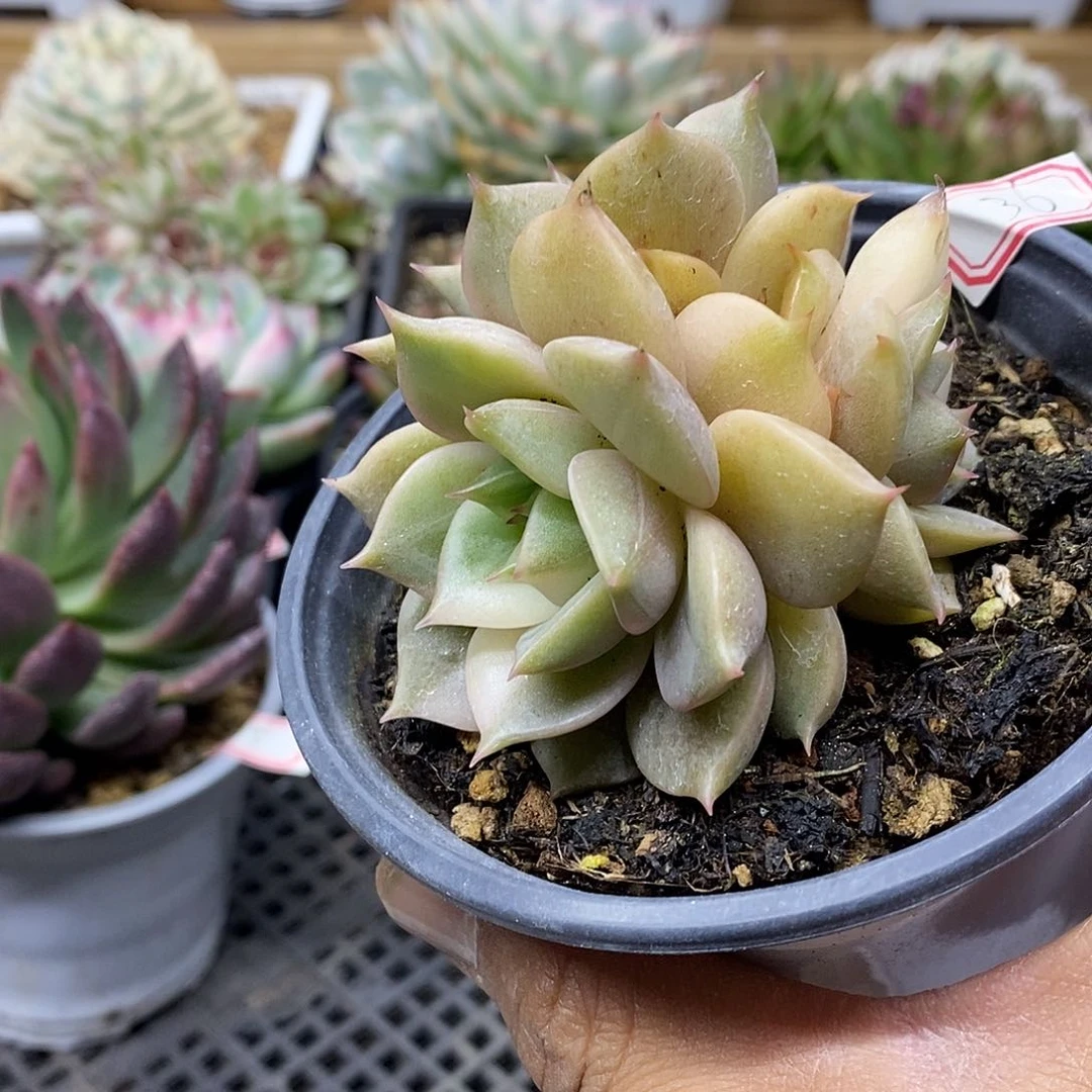 2336 福利贝加尔湖锦 不售后