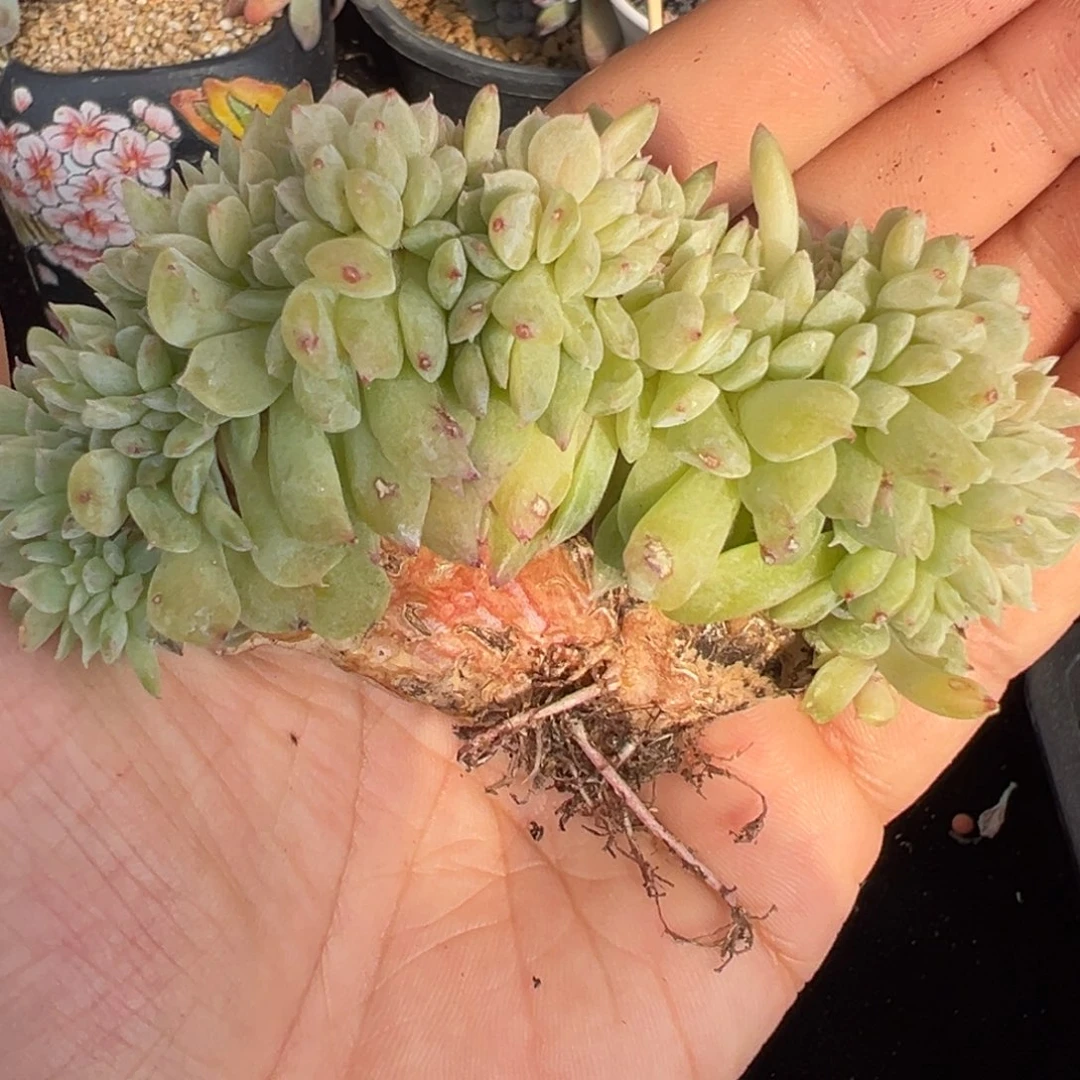 新年快乐 新年快乐