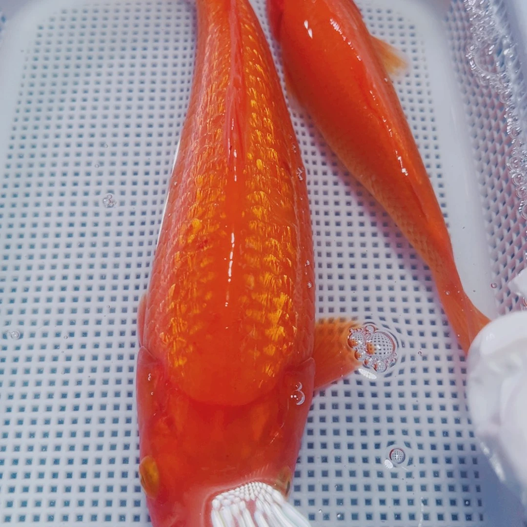 锦鲤锦鲤观赏鱼冷水21-23 闪火15左右介子