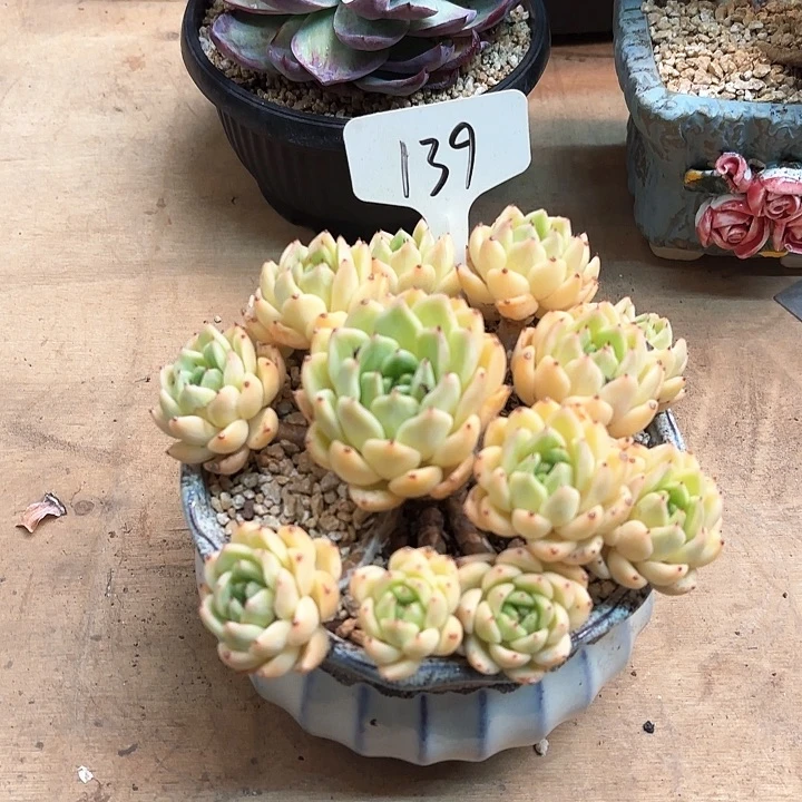 多肉植物，拉赫亚爪139号